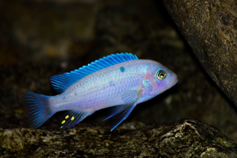 Maylandia callainos 'Nakantenga Reef'